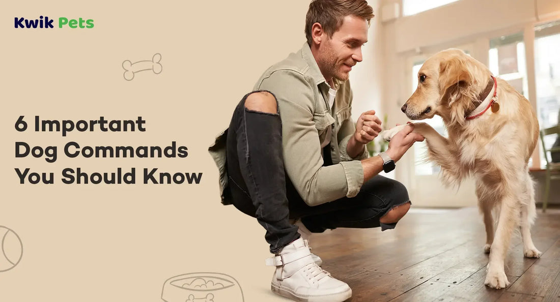 6 Important Dog Commands You Should Know