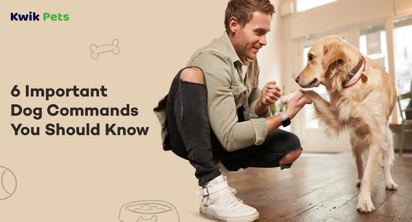 6 Important Dog Commands You Should Know