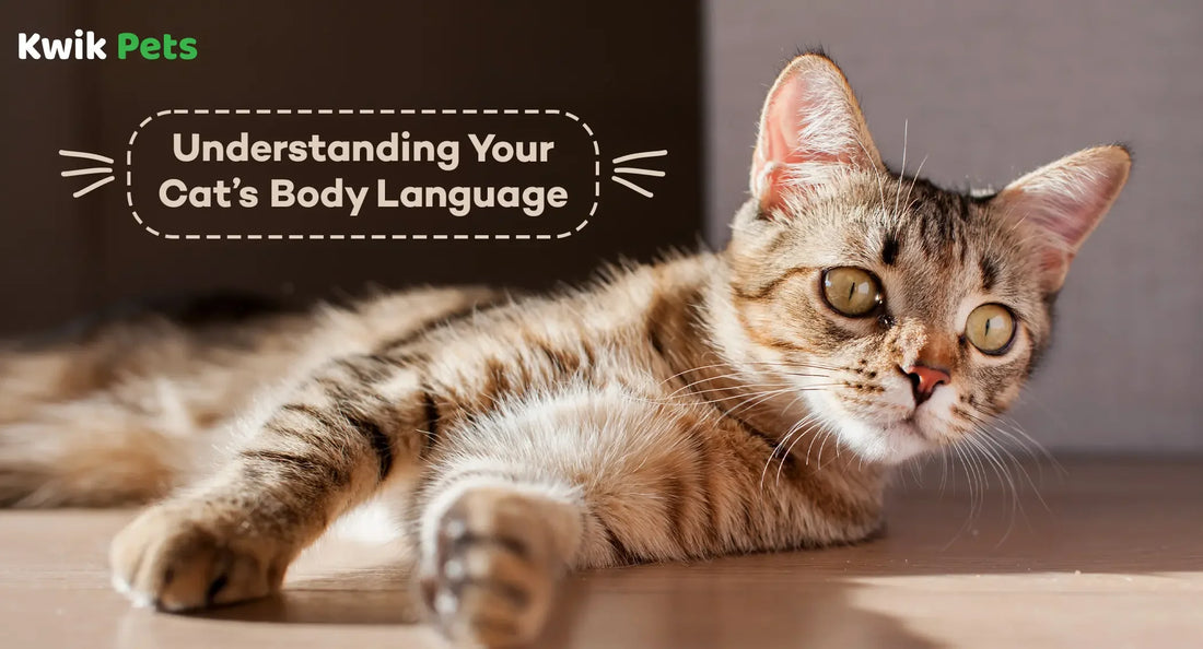 Understanding Your Cat’s Body Language
