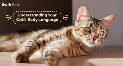 Understanding Your Cat’s Body Language