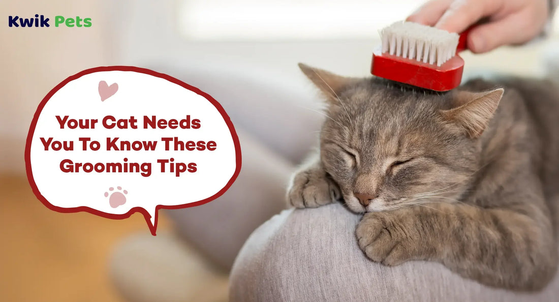 Your Cat Needs You To Know These Grooming Tips