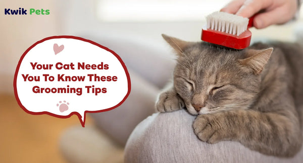 Your Cat Needs You To Know These Grooming Tips