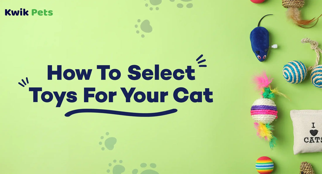 How To Select Toys For Your Cat