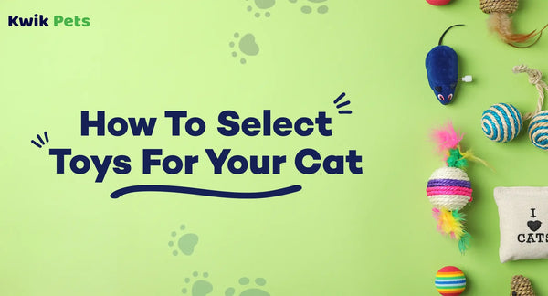 How To Select Toys For Your Cat