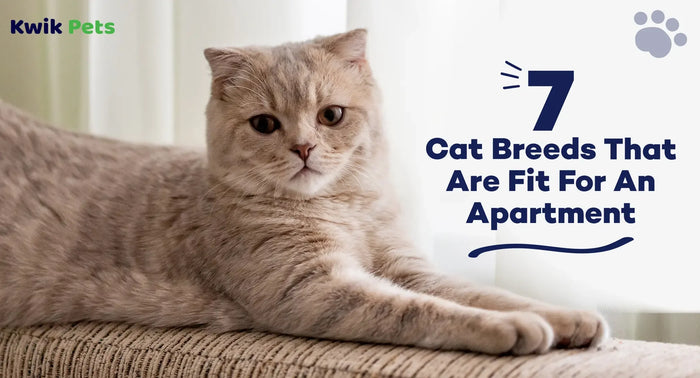 7 Cat Breeds That Are Fit For An Apartment