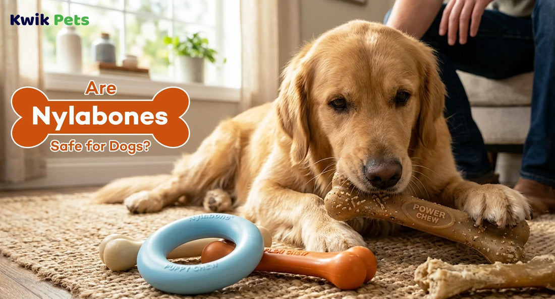 Are Nylabones Safe for Dogs? Everything You Need to Know