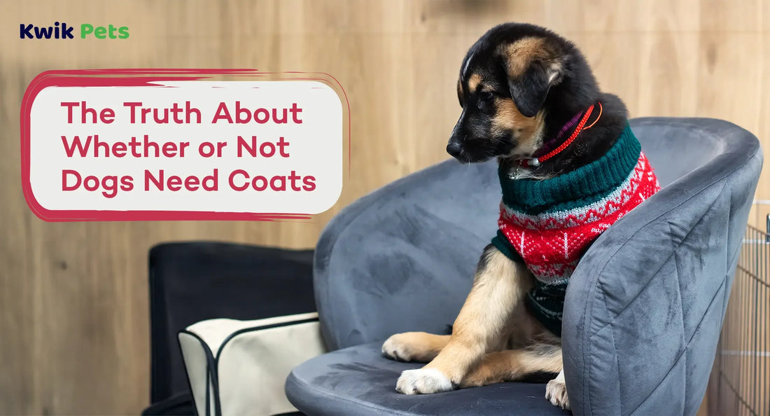 The Truth About Whether or Not Dogs Need Coats