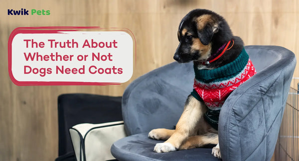 The Truth About Whether or Not Dogs Need Coats