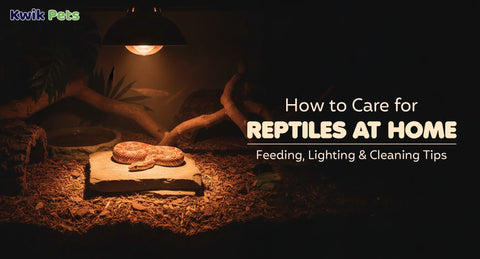 How to Care for Reptiles at Home – Feeding, Lighting & Cleaning Tips