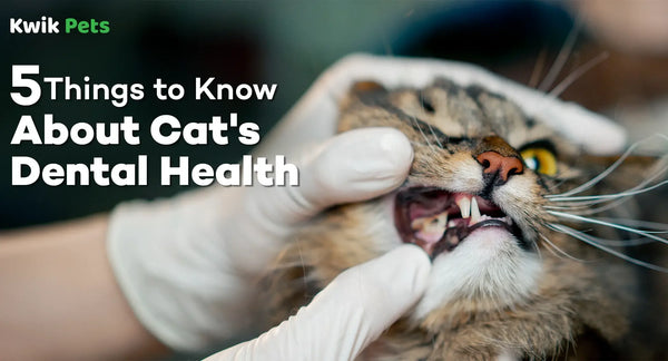 5 Things to Know About Cat's Dental Health