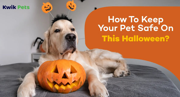 How To Keep Your Pet Safe On This Halloween?