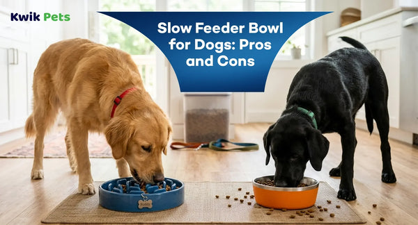 Slow Feeder Bowl for Dogs: Pros and Cons