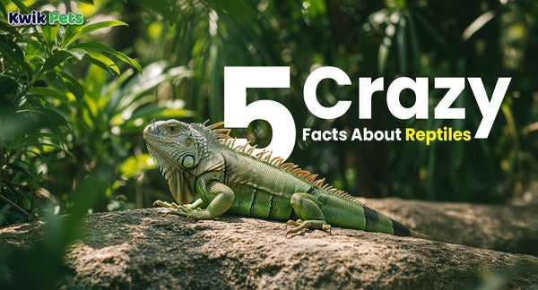 Facts About Reptiles