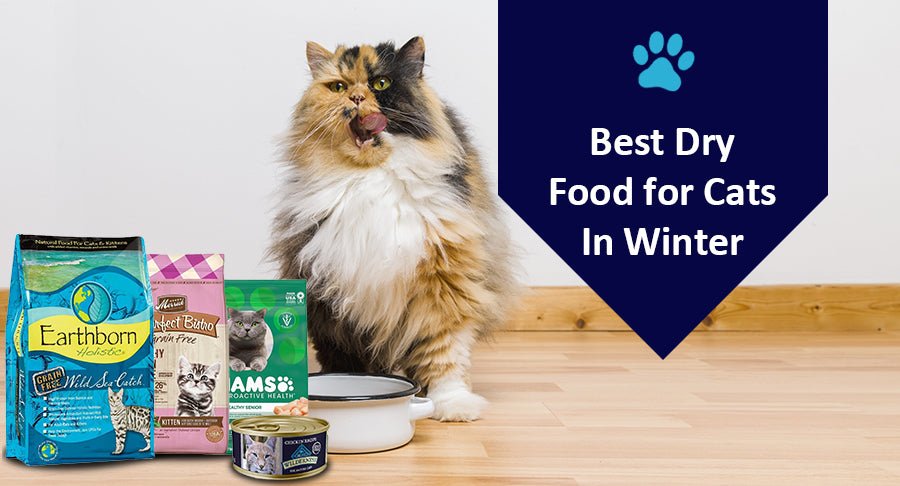 5 Best Dry Food for Cats In Winter - Kwik Pets