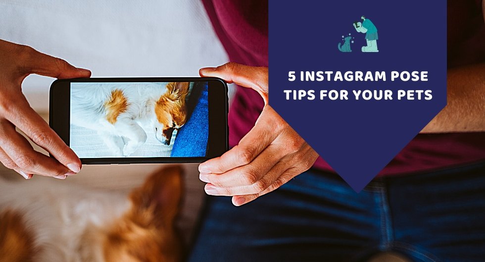 5 Instagram Pose tips for your pets