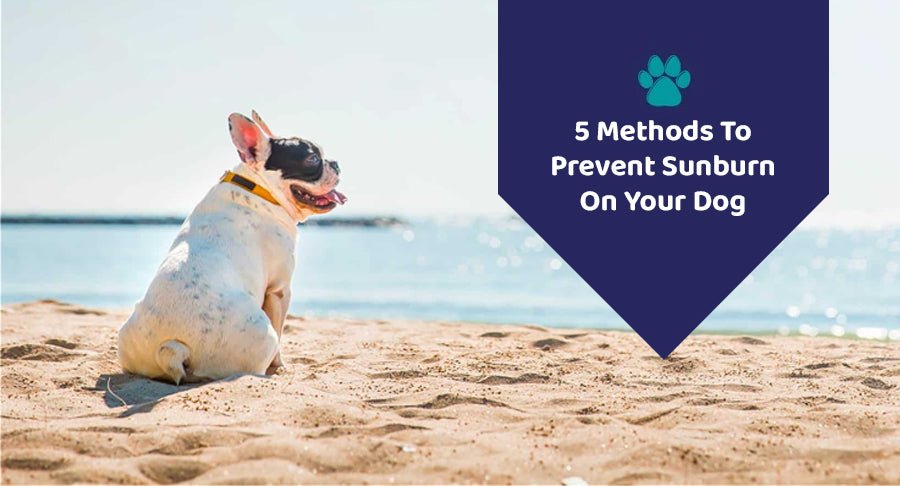 5 Methods To Prevent Sunburn On Your Dog - Kwik Pets
