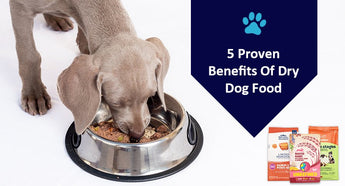 5 Proven Benefits Of Dry Dog Food