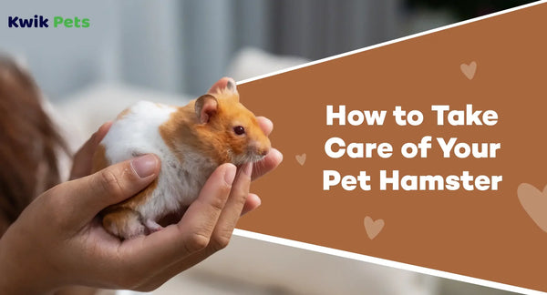 How to Take Care of Your Pet Hamster