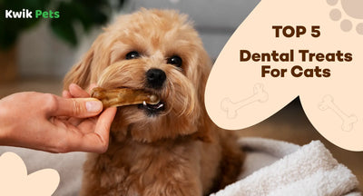 Top 5 Dental Treats For Cats in 2026