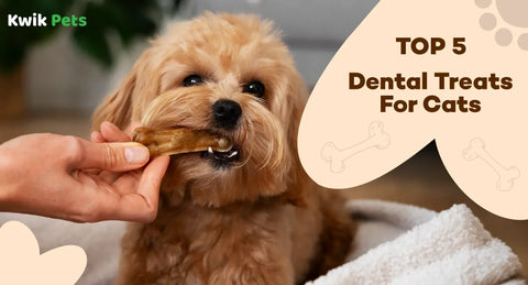 Top 5 Dental Treats For Cats in 2026