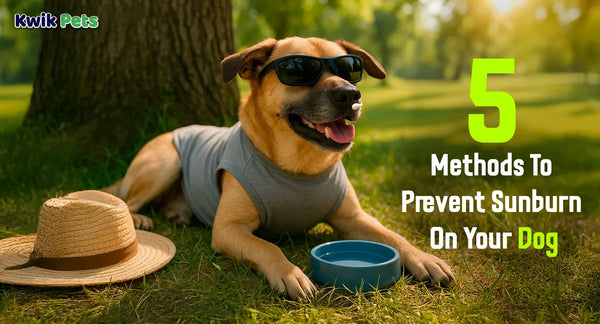 5 Methods To Prevent Sunburn On Your Dog
