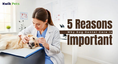 5 Reasons Why Dog Dental Care Is Important