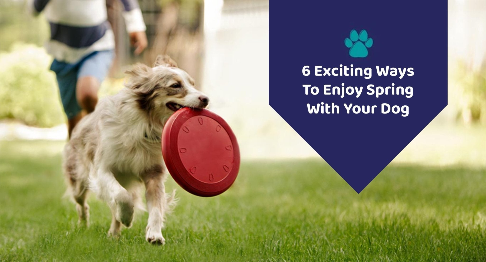 6 Exciting Ways To Enjoy Spring With Your Dog - Kwik Pets