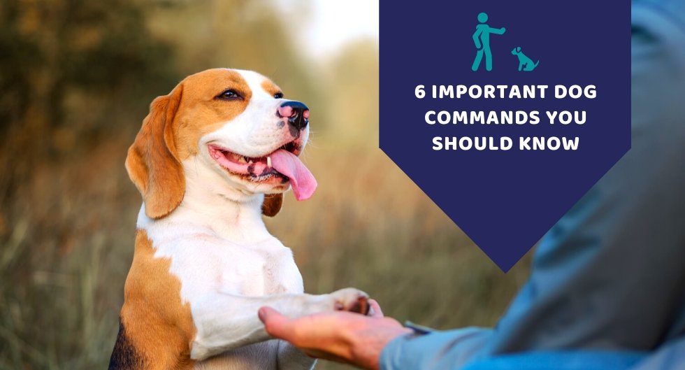 6 Important Dog Commands You Should Know - Kwik Pets