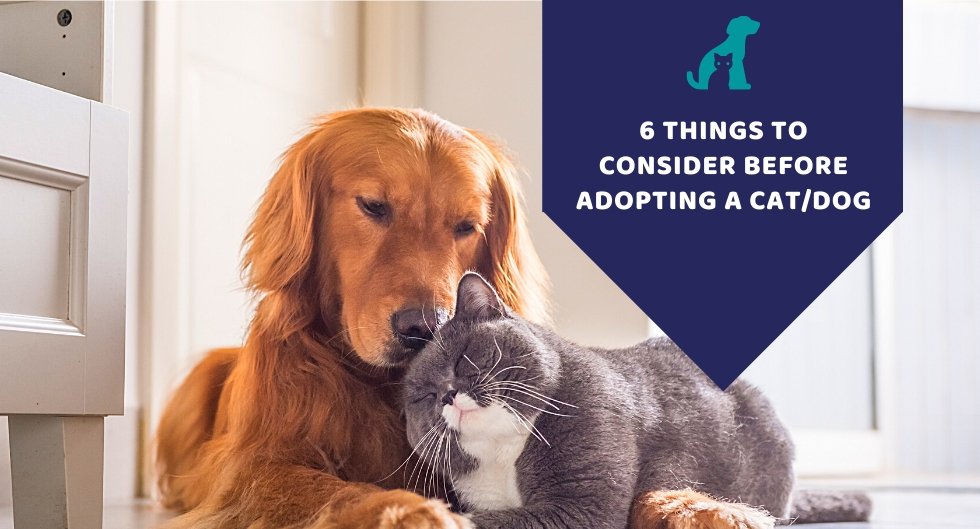 6 Things To Consider Before Adopting A Dog/Cat. - Kwik Pets