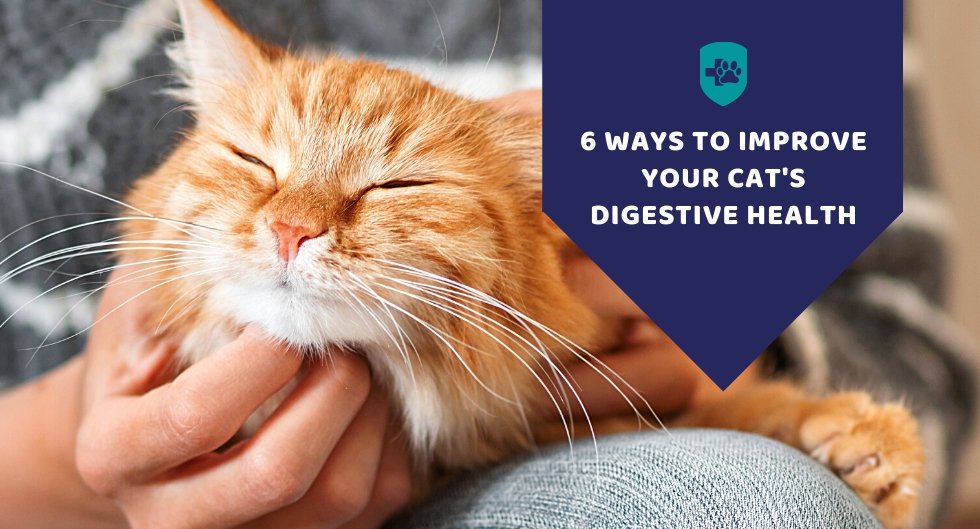6 Ways to Improve Cat's Digestive Health