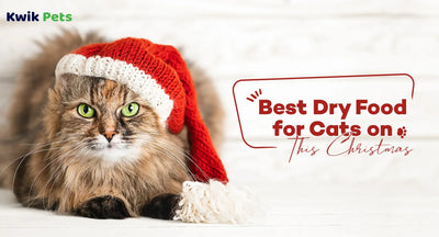 Best Dry Food for Cats on This Christmas