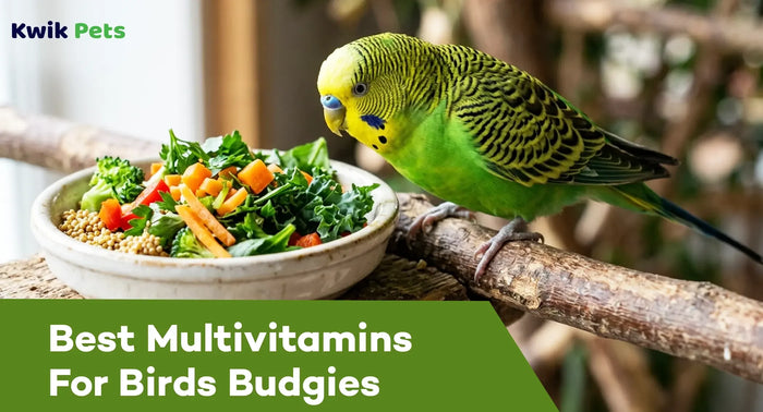 Best Multivitamins For Birds Budgies