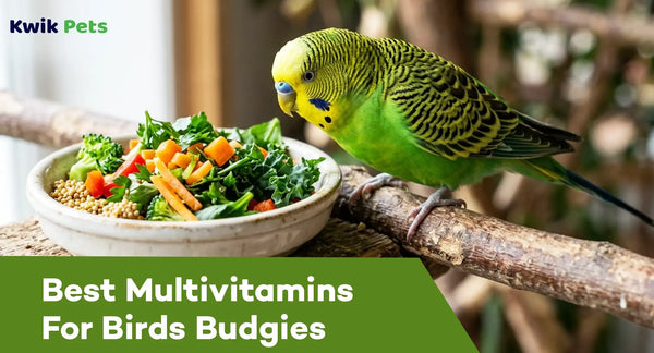 Best Multivitamins For Birds Budgies
