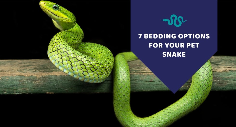 7 Bedding Options For Your Pet Snake