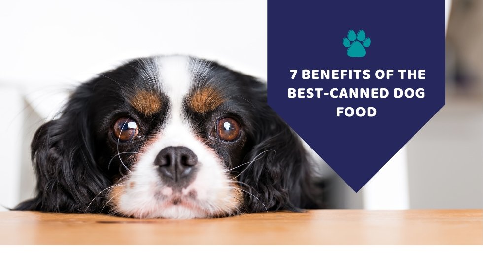 7 Benefits of the Best-Canned Dog Food