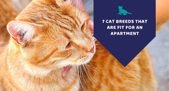 7 Cat Breeds That Are Fit For An Apartment