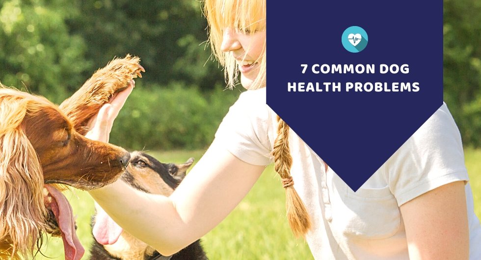 7 Common Dog Health Problems - Kwik Pets