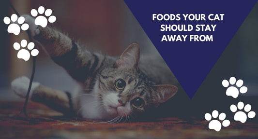 7 Foods Your Cat Should Stay Away and Get Cat Premium Food - Kwik Pets