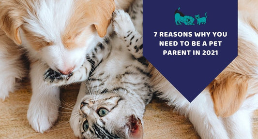 7 Reasons Why You Need to be a Pet Parent in 2021 - Kwik Pets