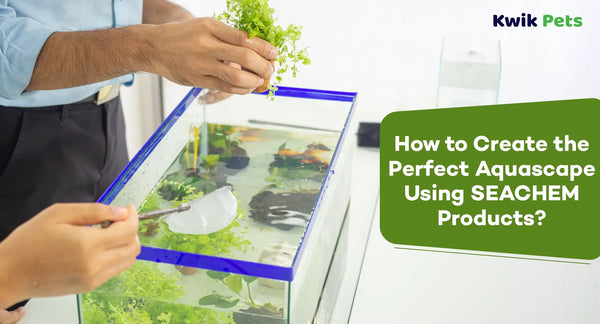 How to Create the Perfect Aquascape Using SEACHEM Products?