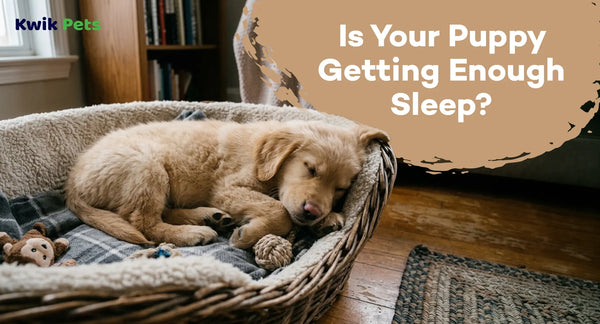 Is Your Puppy Getting Enough Sleep?