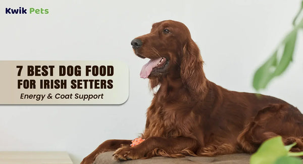 7 Best Dog Food for Irish Setters (Energy & Coat Support)