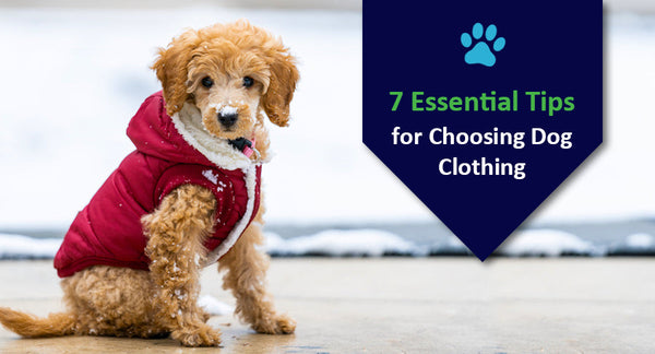 7 Essential Tips for Choosing Dog Clothing