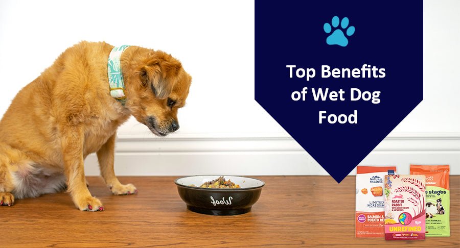 8 Benefits of Wet Dog Food - Kwik Pets