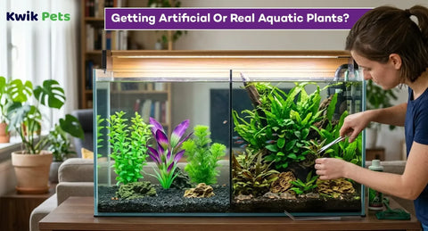Getting Artificial Or Real Aquatic Plants?