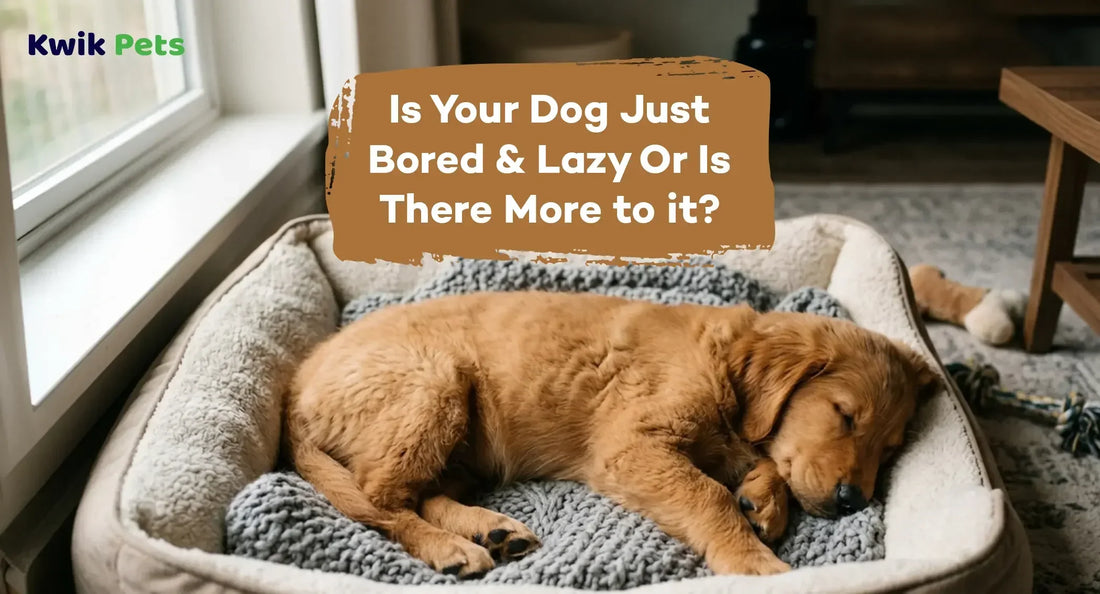 Is Your Dog Just Bored & Lazy Or Is There More to it?