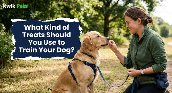 You Use to Train Your Dog