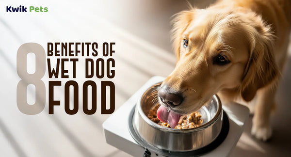 8 Benefits of Wet Dog Food
