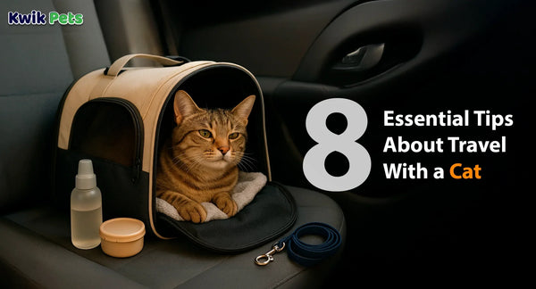 8 Essential Tips About Travel With a Cat