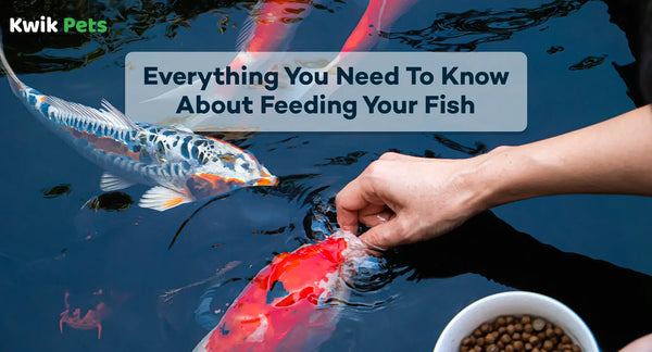 Everything You Need To Know About Feeding Your Fish